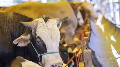 Kurban Bayramı yaklaşırken, Beykoz’da kurbanlık fiyatları ve hisse bedelleri netleşmeye