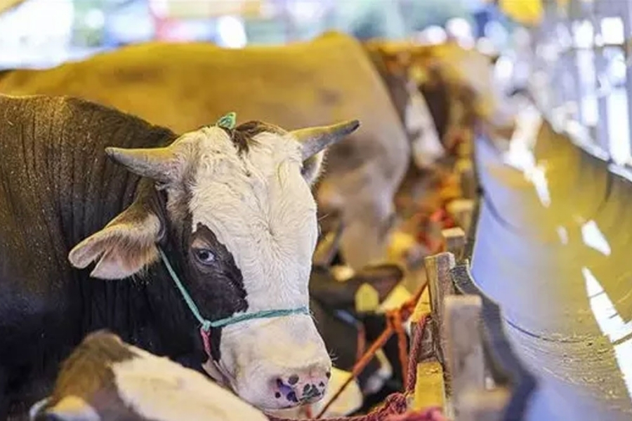 Kurban Bayramı yaklaşırken, Beykoz’da kurbanlık fiyatları ve hisse bedelleri netleşmeye