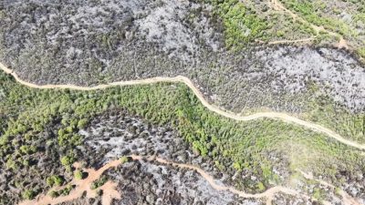 Beykoz’da ekiplerin uzun süren çabaları sonucunda kontrol altına alınan 14