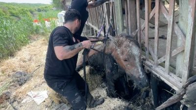 Beykoz’un huzurlu köylerinden Paşamandıra, nefes kesen bir kurtarma operasyonuna sahne