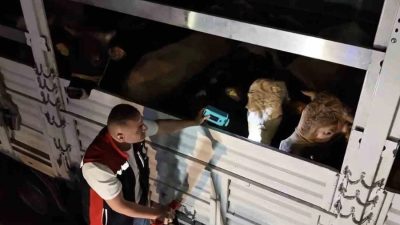 Kurban Bayramı yaklaşırken, Anadolu'nun dört bir yanından İstanbul ve Trakya'ya
