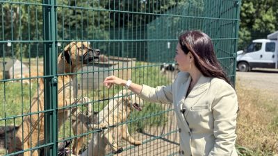 Beykoz Belediye Başkan Vekili Özlem Vural Gürzel, ilçede sokak hayvanlarına